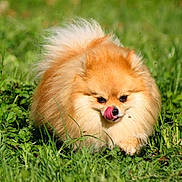 Thorky participe au concours pour gagner de l'argent avec cette photo : dog, pomeranian, fluffy, grass, outdoor, animal, pet, cute, tongue, walking, small_dog, nature, sunlight, greenery, fur, mammal, adorable, playful, portrait, daylight