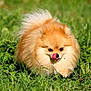 dog, pomeranian, fluffy, grass, outdoor, animal, pet, cute, tongue, walking, small_dog, nature, sunlight, greenery, fur, mammal, adorable, playful, portrait, daylight