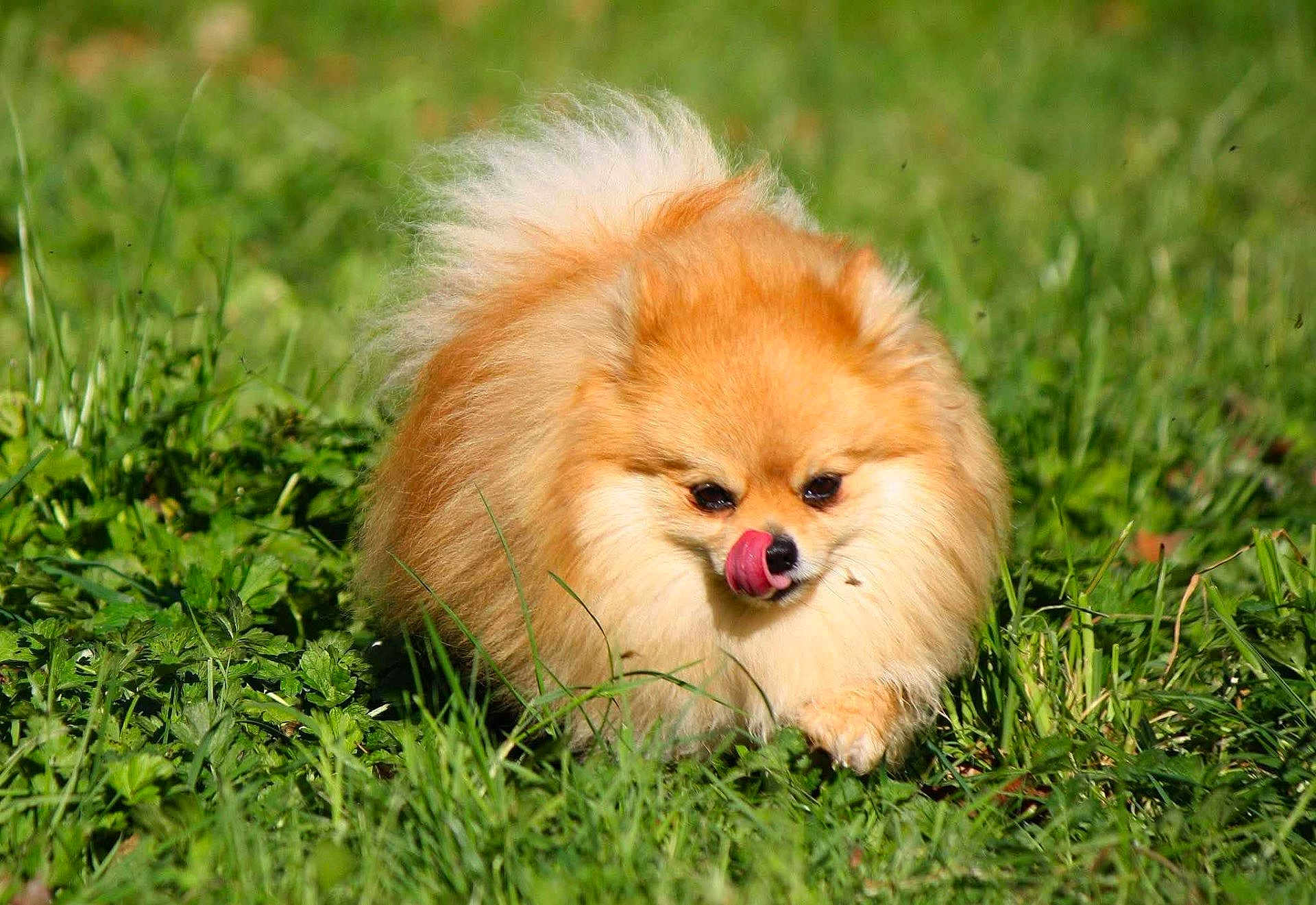 Thorky participe au concours pour gagner de l'argent avec cette photo : dog, pomeranian, fluffy, grass, outdoor, animal, pet, cute, tongue, walking, small_dog, nature, sunlight, greenery, fur, mammal, adorable, playful, portrait, daylight