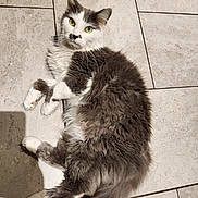 Gunner joined the competition — help win amazing prizes! animal, cat, curious, cute, feline, fluffy, fur, gray, green_eyes, indoor, laying_down, long_tail, looking_up, mammal, paws, pet, relaxed, tile_floor, whiskers, white