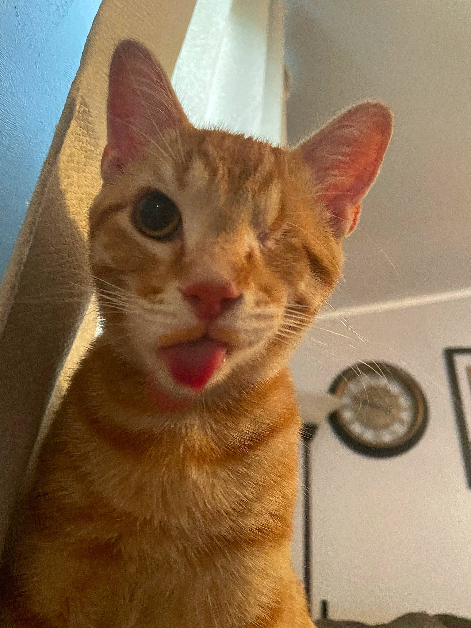 Toomy joined the competition — help win amazing prizes! carnivore, cat, clock, domestic_short_haired_cat, ear, fawn, felidae, fur, small_to_medium_sized_cats, snout, tail, terrestrial_animal, whiskers