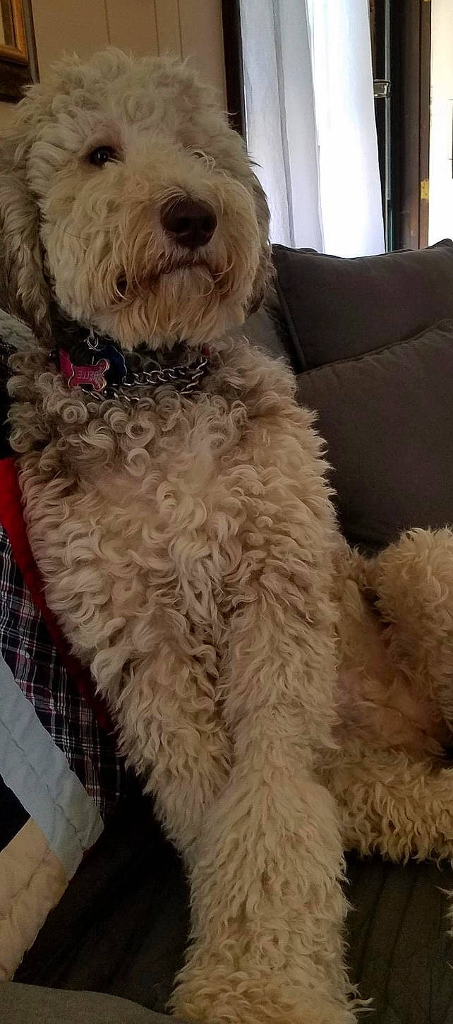 Francesca is registered to the contest to win money with this photo: carnivore, companion_dog, curtain, dog, dog_breed, dog_collar, fawn, fur, glasses, labradoodle, liver, shih_poo, small_terrier, snout, sporting_group, terrier, toy_dog, water_dog, window, working_animal