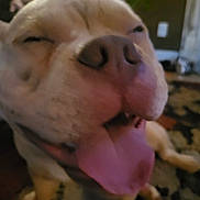 Miklo is registered to the contest to win money with this photo: animal, blurry, canine, carpet, close_up, cute, dog, domestic, ears, expression, face, floor, funny, happy, indoor, mouth, nose, paw, pet, tongue