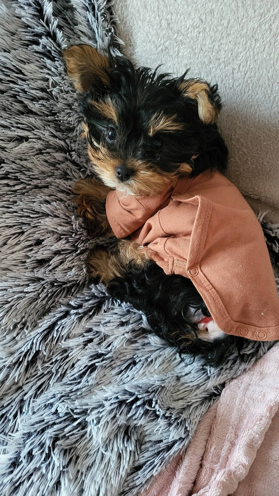 Vicky participe au concours pour gagner de l'argent avec cette photo : animal_product, canidae, carnivore, claw, companion_dog, dog, dog_breed, fawn, feather, felidae, fur, nap, paw, small_terrier, small_to_medium_sized_cats, snout, sporting_group, tail, toy_dog, whiskers