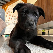 Astra a rejoint le concours — aidez-le/la à gagner de superbes lots ! animal, black_dog, carpet, close_up, cozy, cute, dog, domestic_animal, ears, floor, fur, home, indoor, laying, looking, pet, puppy, soft_light, whiskers, young
