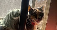 Sweetie Belle is registered to the contest to win money with this photo: cat, sweater, window, sunlight, indoor, curious, collar, bell, feline, pet, cozy, knitted, pole, screen, fuzzy_blanket, pink, shadow, whiskers, ears, paws