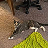 cat, carpet, green_rug, indoor, feline, stretching, collar, door, office_chair, cords, floor, pet, animal, relaxed, curious, fur, paws, home, domestic, resting