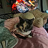 cat, bed, blanket, stuffed_animal, television, fire, indoor, pet, cozy, pink, animal_clothing, furniture, cute, resting, soft, warm, decor, living_room, comfort, relaxation