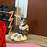 cat, shoes, crocs, pink_outfit, door, welcome_mat, shoe_rack, indoor, floor_mat, carpet, pet, animal, feline, sitting, gray_cat, household, cozy, footwear, home, domestic