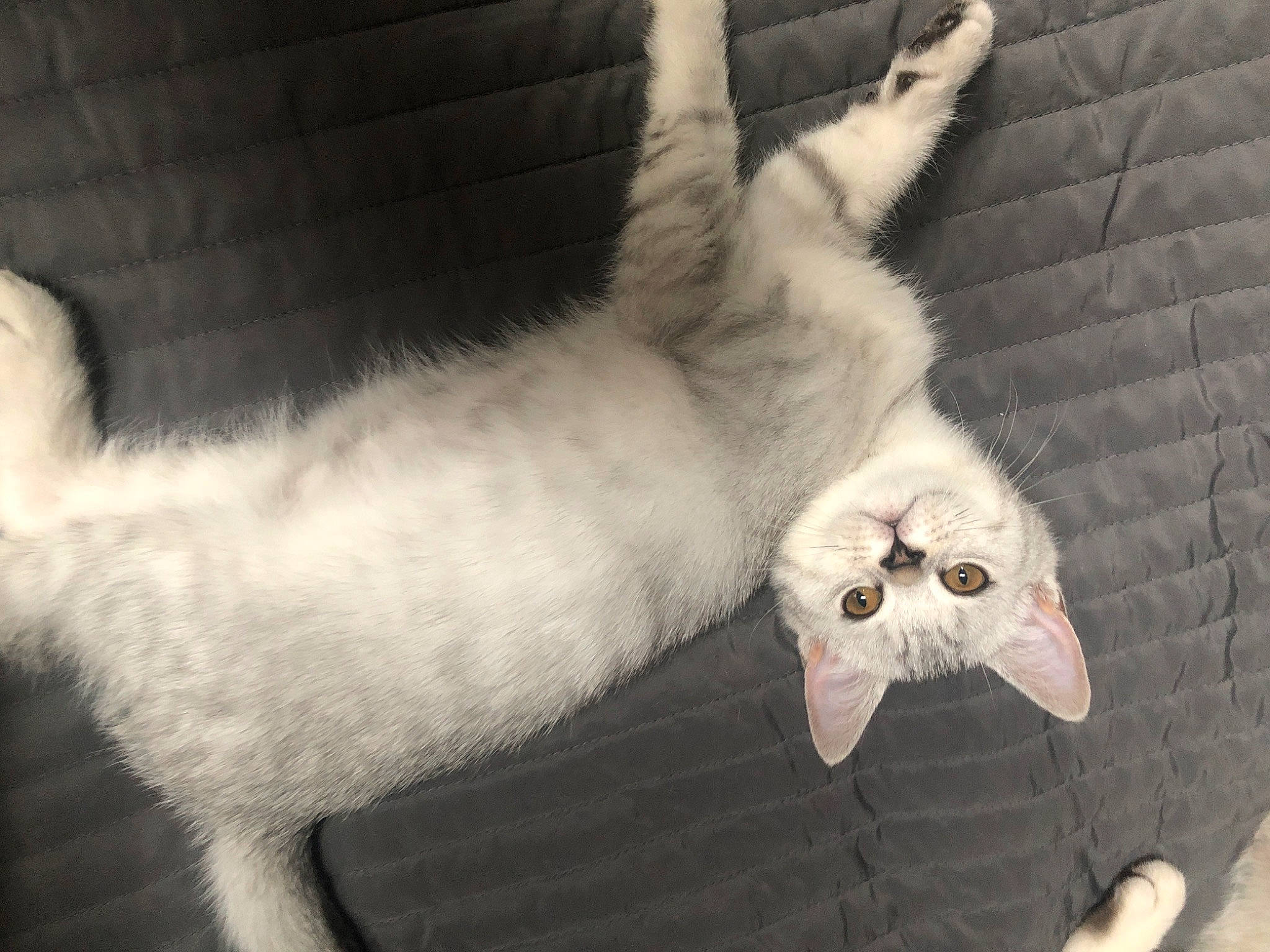 British Shorthair participe au concours pour gagner de l'argent avec cette photo : burmilla, carnivore, cat, felidae, fur, kitten, small_to_medium_sized_cats, tail, turkish_angora, turkish_van, whiskers