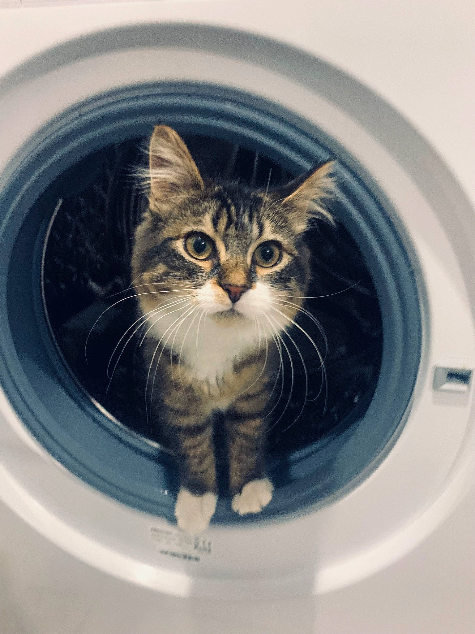 Taïra a rejoint le concours — aidez-le/la à gagner de superbes lots ! automotive_lighting, automotive_tire, automotive_wheel_system, carnivore, cat, circle, domestic_short_haired_cat, door, felidae, fender, fur, liquid, motor_vehicle, rim, small_to_medium_sized_cats, snout, vehicle, washing_machine, whiskers, window