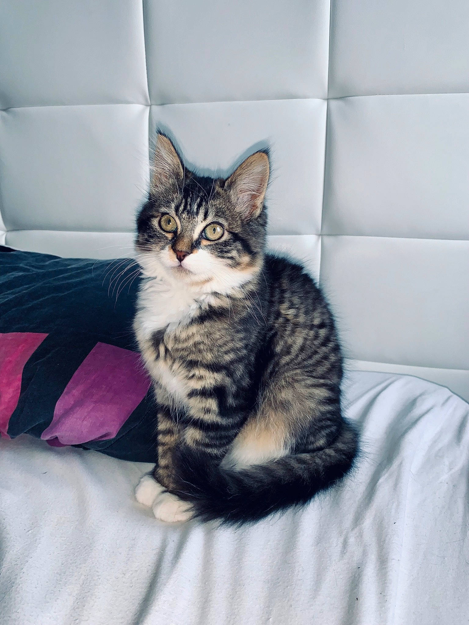 Taïra participe au concours pour gagner de l'argent avec cette photo : carnivore, cat, claw, comfort, couch, domestic_short_haired_cat, felidae, fur, grey, linens, paw, sitting, small_to_medium_sized_cats, snout, tail, whiskers