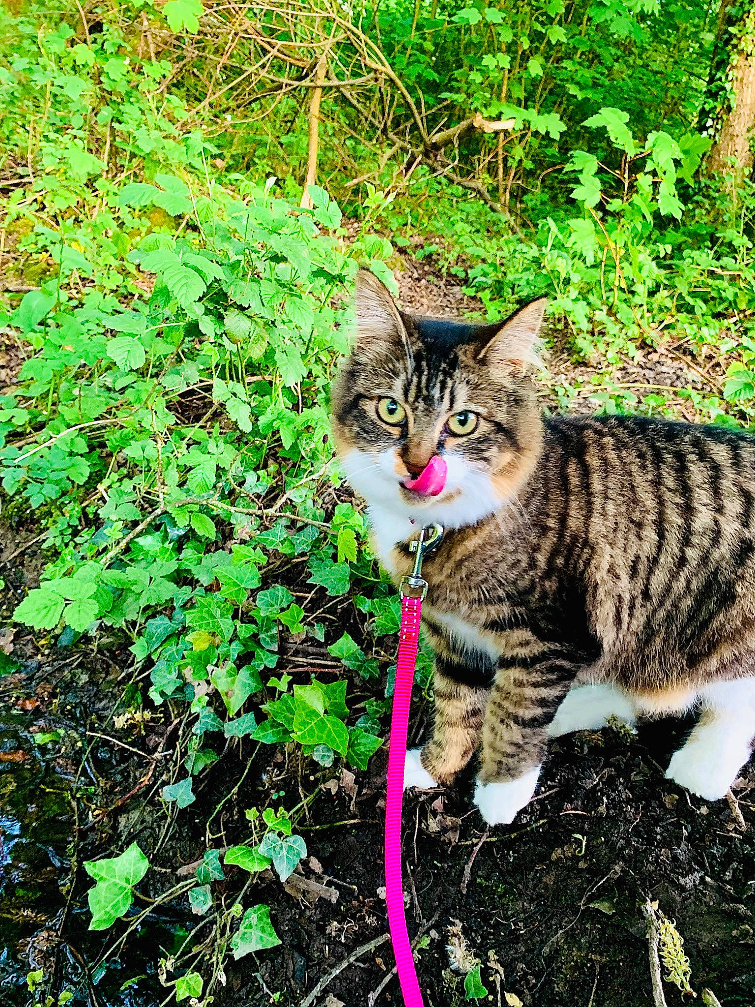 Taïra a rejoint le concours — aidez-le/la à gagner de superbes lots ! carnivore, cat, domestic_short_haired_cat, felidae, fur, grass, grass_family, groundcover, jungle, natural_landscape, plant, shrub, small_to_medium_sized_cats, soil, tail, terrestrial_animal, terrestrial_plant, tree, whiskers, wildlife