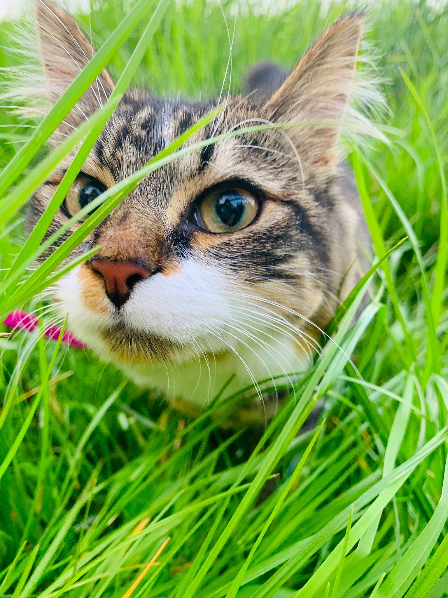 Taïra a rejoint le concours — aidez-le/la à gagner de superbes lots ! carnivore, cat, domestic_short_haired_cat, eye, fawn, felidae, fur, grass, grass_family, grassland, lawn, plant, poales, small_to_medium_sized_cats, snout, terrestrial_animal, tree, whiskers, wildlife, window
