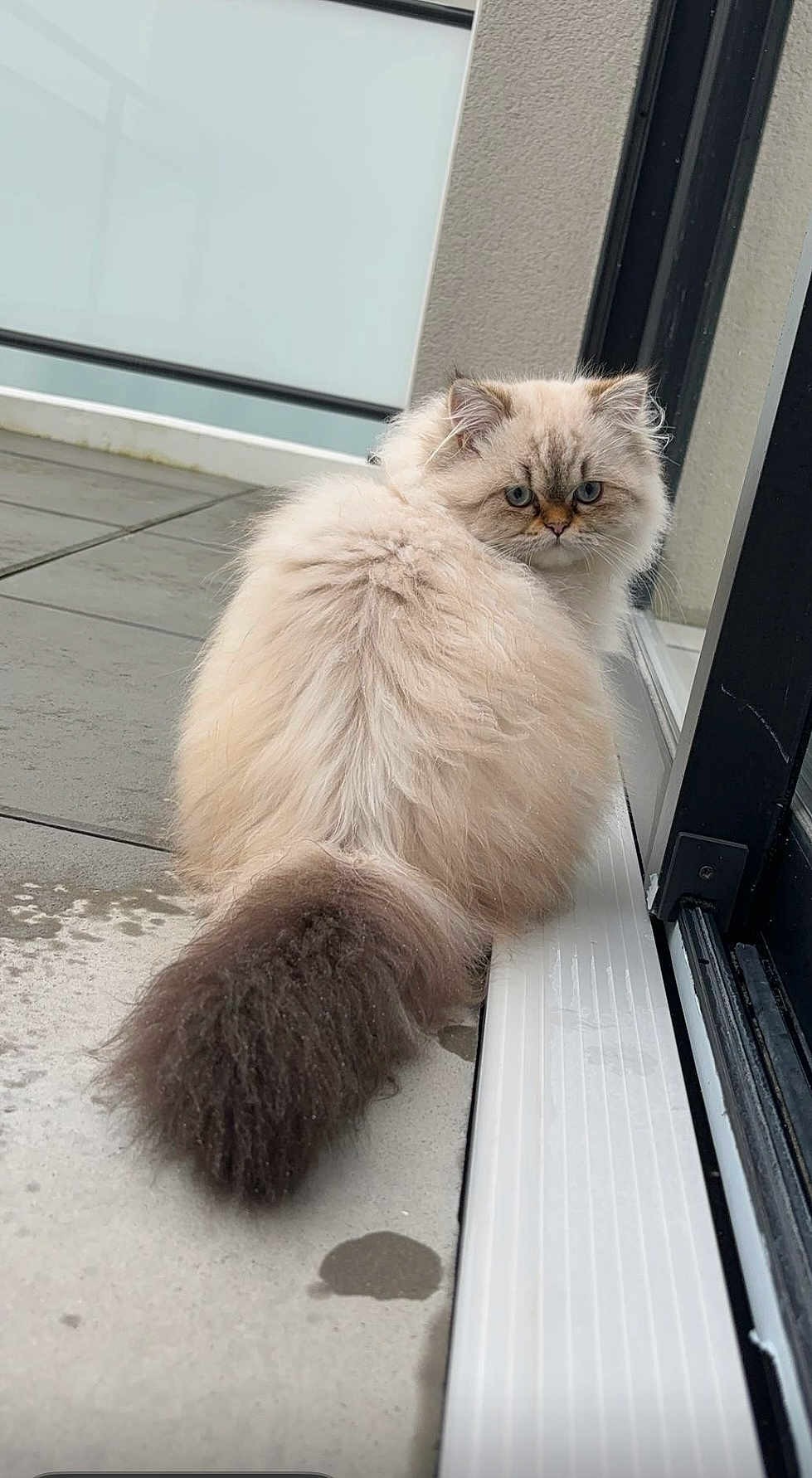 Choupette