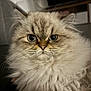 Choupette participe au concours pour gagner de l'argent avec cette photo : cat, fluffy, closeup, pet, animal, feline, cute, indoor, portrait, whiskers, soft, fur, eyes, domestic_cat, mammal, young, face, adorable, looking_at_camera, cute_pet