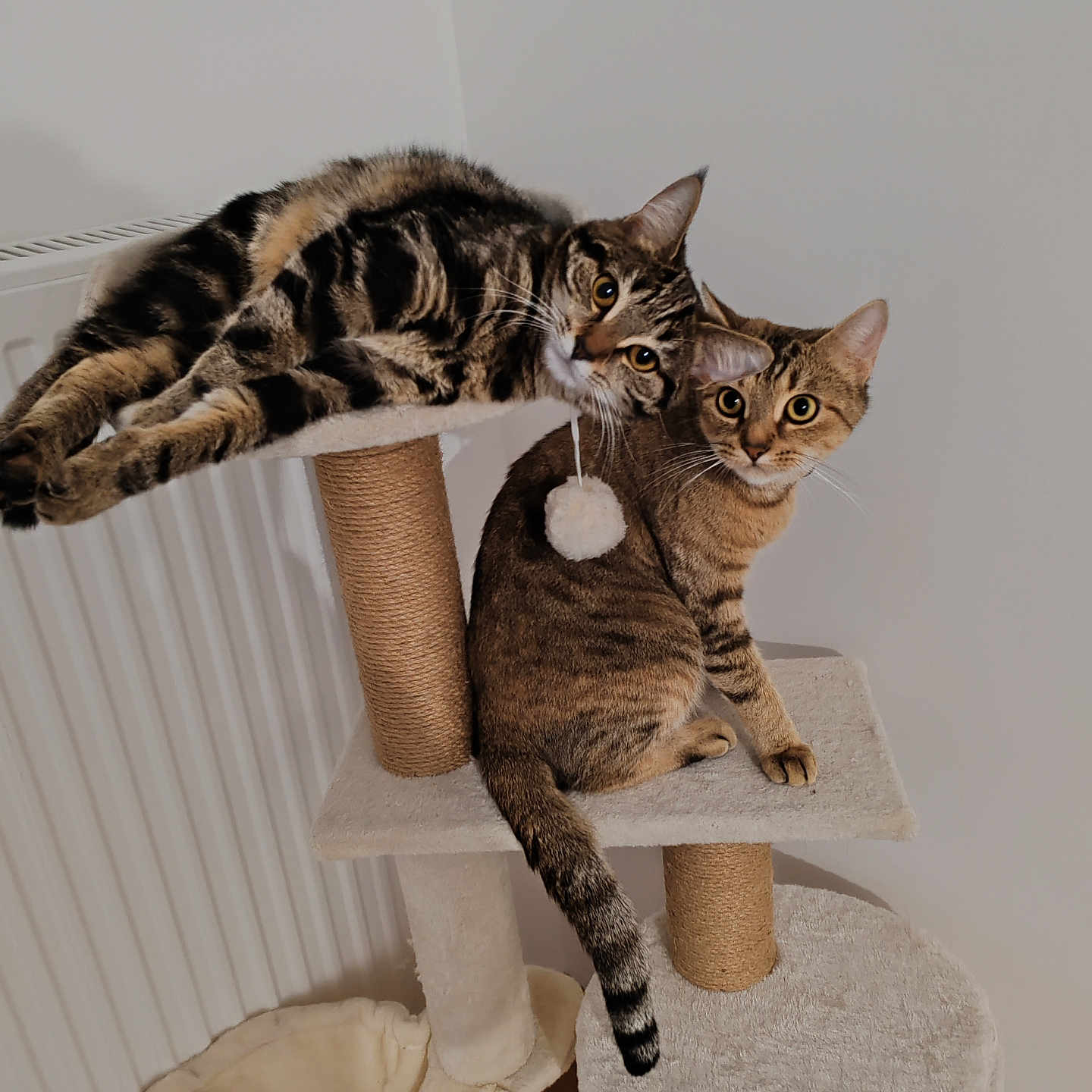 Anna Et Elsa a rejoint le concours — aidez-le/la à gagner de superbes lots ! animal, cat, cat_tree, cozy, curious, ears, feline, fur, home, indoor, looking, minimalist, perched, pet, playful, resting, tabby_cat, tail, toy, whiskers