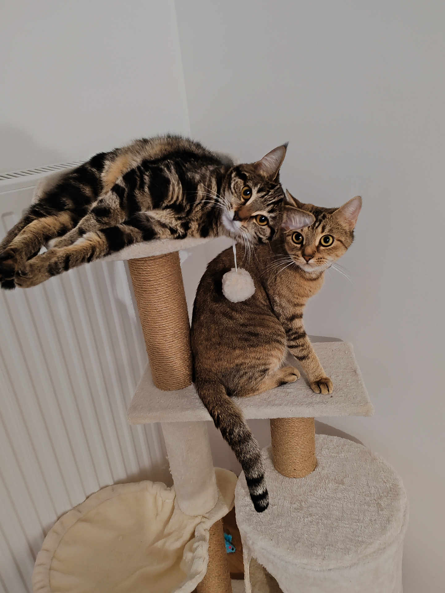 Anna Et Elsa a rejoint le concours — aidez-le/la à gagner de superbes lots ! cat, tabby_cat, cat_tree, pet, indoor, feline, animal, playful, curious, perched, resting, whiskers, ears, tail, fur, looking, toy, cozy, minimalist, home