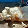 cat, orange_cat, white_cat, lying_down, floor, wooden_floor, sunlight, indoor, pet, feline, relaxed, curious, paws, fur, tail, domestic_animal, resting, cute, animal, cozy