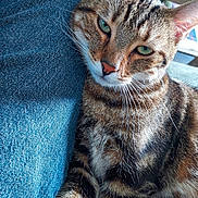 Pepsi a rejoint le concours — aidez-le/la à gagner de superbes lots ! cat, tabby_cat, feline, pet, animal, jeans, denim, close_up, green_eyes, whiskers, fur, relaxed, indoor, cozy, resting, portrait, striped, cute, companion, domestic_animal
