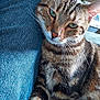 cat, tabby_cat, feline, pet, animal, jeans, denim, close_up, green_eyes, whiskers, fur, relaxed, indoor, cozy, resting, portrait, striped, cute, companion, domestic_animal