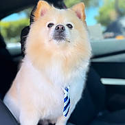 Copo Patino joined the competition — help win amazing prizes! animal, black_seat, car, car_interior, center_console, close_up, cute, dog, domestic_animal, fluffy, focused, indoor, pet, pomeranian, portrait, seat, sitting, sunlight, tie, window