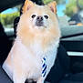 animal, black_seat, car, car_interior, center_console, close_up, cute, dog, domestic_animal, fluffy, focused, indoor, pet, pomeranian, portrait, seat, sitting, sunlight, tie, window