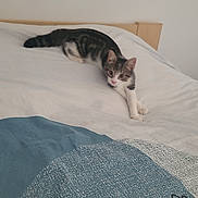 Oreo a rejoint le concours — aidez-le/la à gagner de superbes lots ! animal, bed, bedding, blanket, blue_blanket, cat, comfortable, curious, cute, domestic, feline, indoor, pet, relaxing, resting, sleepy, stretching, tabby, white_sheet, wooden_headboard