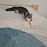 animal, bed, bedding, blanket, blue_blanket, cat, comfortable, curious, cute, domestic, feline, indoor, pet, relaxing, resting, sleepy, stretching, tabby, white_sheet, wooden_headboard