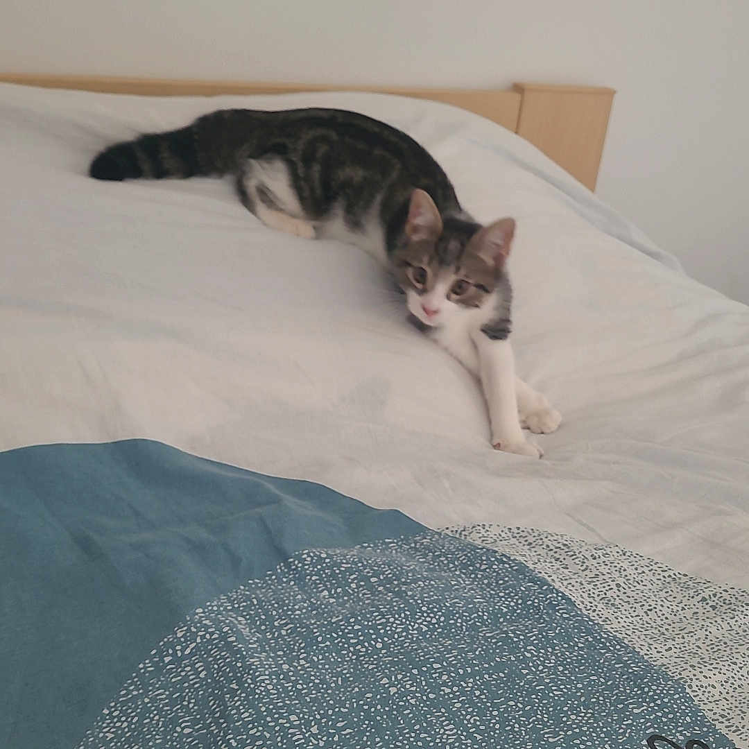 Oreo
