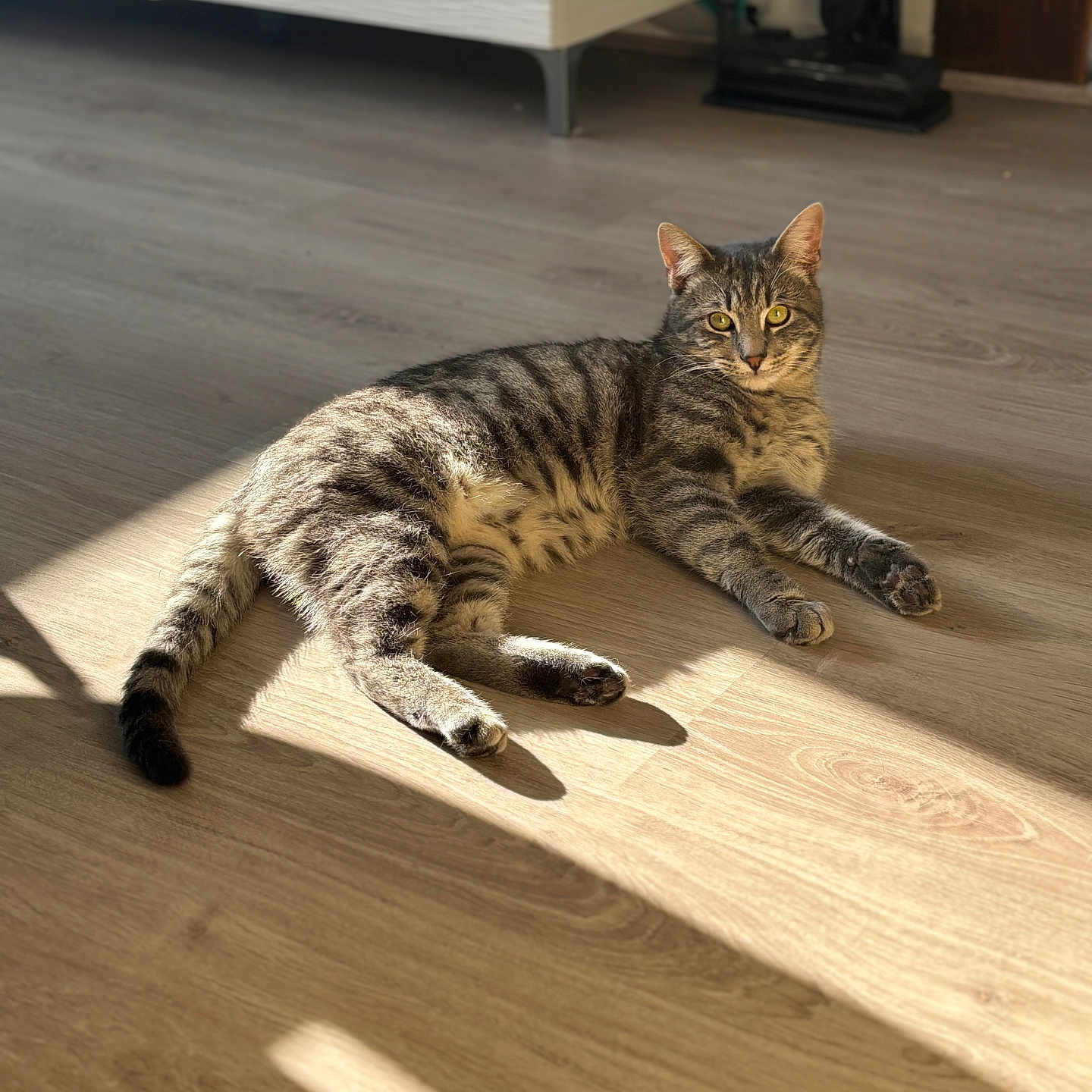 Pumba