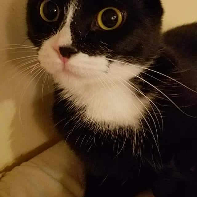 Baxter joined the competition — help win amazing prizes! animal, black_and_white, cat, closeup, curious, cute, domestic_cat, eyes, feline, fur, house_pet, indoor, mammal, paws, pet, portrait, resting, soft_lighting, tuxedo_cat, whiskers