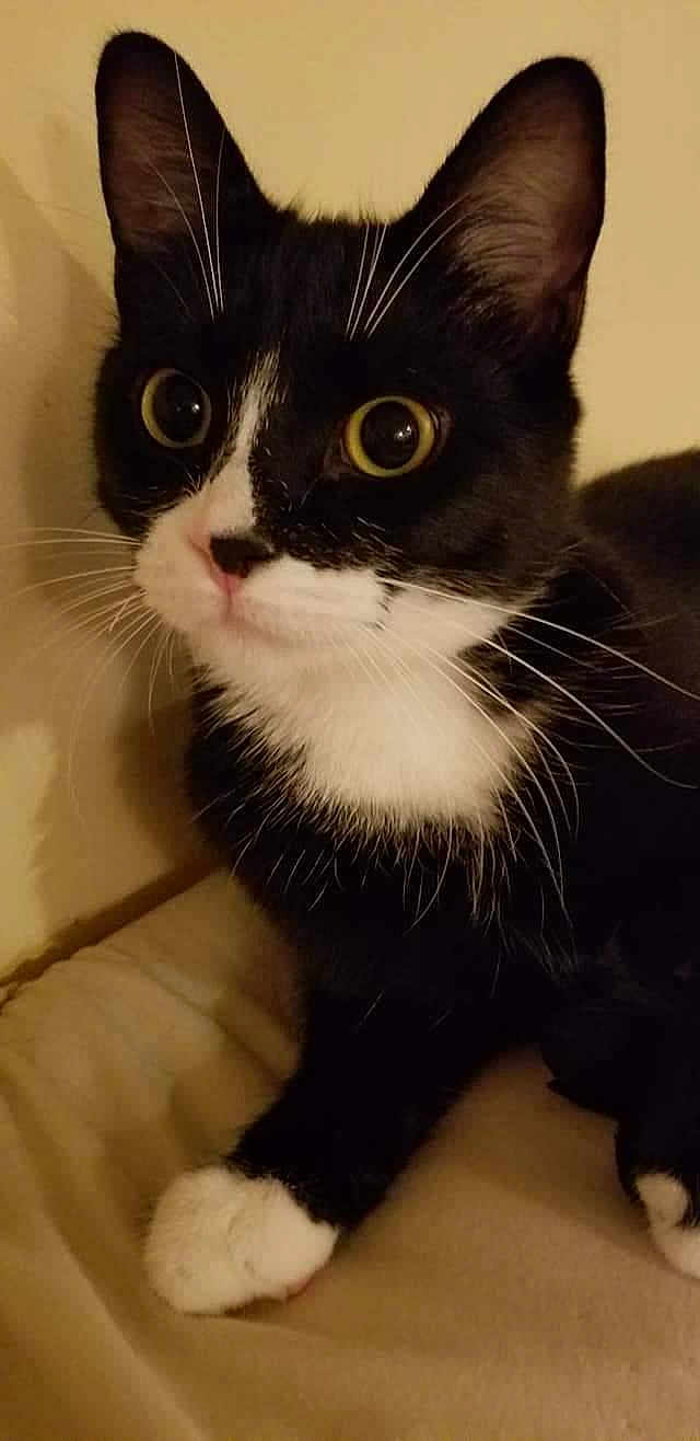 Baxter joined the competition — help win amazing prizes! cat, tuxedo_cat, black_and_white, pet, whiskers, paws, fur, eyes, indoor, curious, animal, mammal, feline, closeup, resting, soft_lighting, portrait, cute, domestic_cat, house_pet