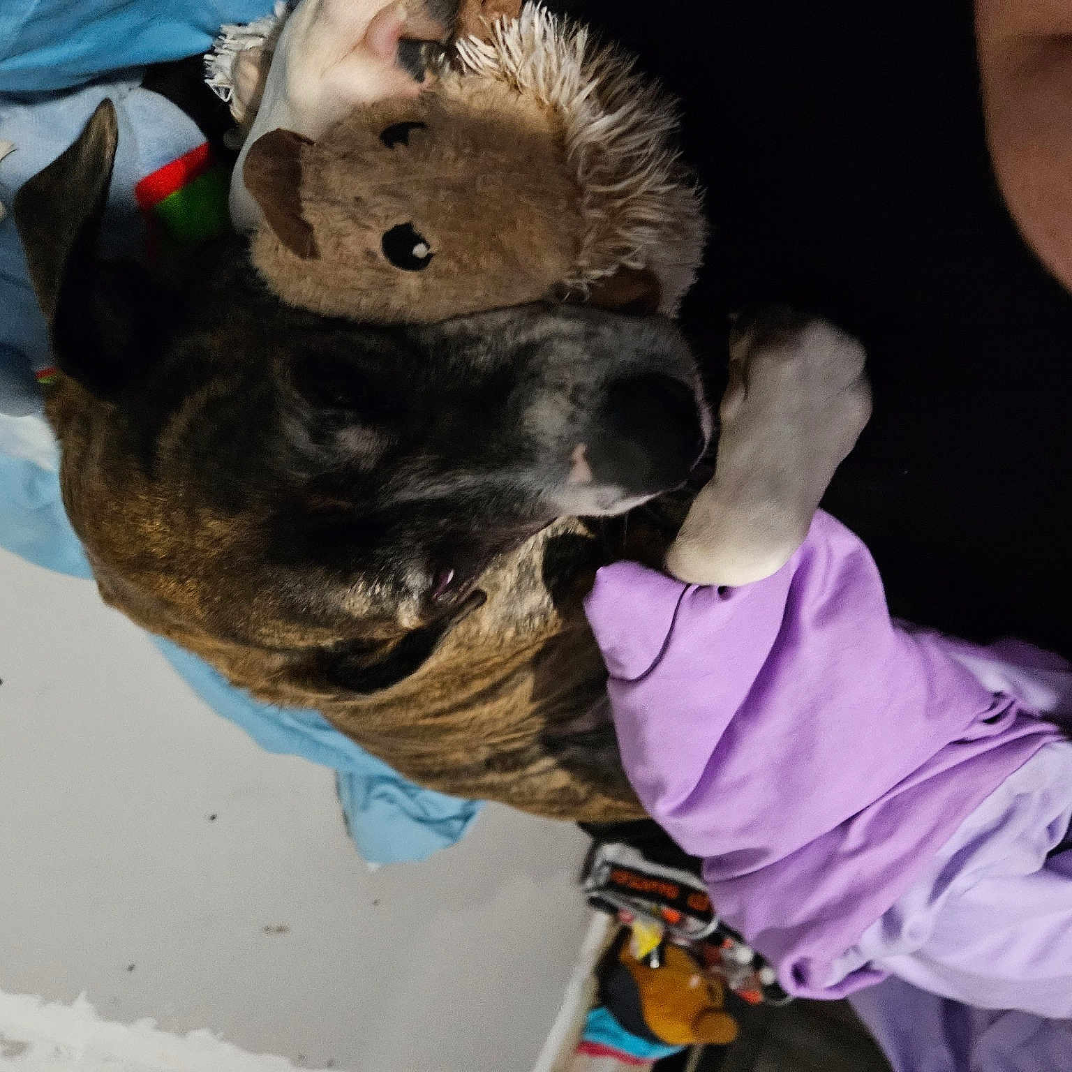 Ella Rose is registered to the contest to win money with this photo: canidae, carnivore, collar, companion_dog, dog, dog_breed, dog_clothes, ear, fawn, fur, gesture, guard_dog, non_sporting_group, paw, puppy, snout, sporting_group, terrier, working_animal, wrinkle