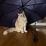 animal, cat, curious, cute, domestic_cat, ears, feline, floor, fluffy_cat, furry, household, indoor, navy_umbrella, pet, reflection, sitting, tail, umbrella, whiskers, wooden_floor