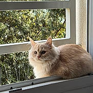 Newky participe au concours pour gagner de l'argent avec cette photo : animal, cat, cozy, cream_color, curious, domestic, ears, fence, fluffy, fur, greenery, home, natural_light, outdoor_view, pet, relaxed, sitting, whiskers, window, windowsill