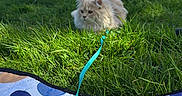 Newky participe au concours pour gagner de l'argent avec cette photo : animal, blanket, blue_sky, calm, cat, colorful, daylight, field, fluffy, grass, greenery, leash, leisure, nature, outdoor, park, pattern, pet, relaxing, sunny