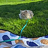 Newky participe au concours pour gagner de l'argent avec cette photo : cat, grass, leash, blanket, outdoor, park, sunny, blue_sky, greenery, animal, pet, fluffy, nature, daylight, relaxing, field, leisure, colorful, pattern, calm