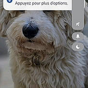Kiko a rejoint le concours — aidez-le/la à gagner de superbes lots ! dog, puppy, fluffy, cream_colored, curly_fur, long_hair, black_nose, pet, animal, portrait, sitting, front_view, indoors, lock_screen, smartphone, notification, charging, photograph, cute, companion