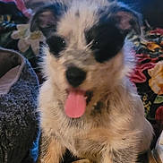 Bandit joined the competition — help win amazing prizes! puppy, dog, canine, fluffy, tongue_out, sitting, portrait, pet, animal, black_and_white, brown_fur, close_up, indoors, blanket, floral_fabric, cozy, phone_screen, photo_gallery, motion_photo, cute