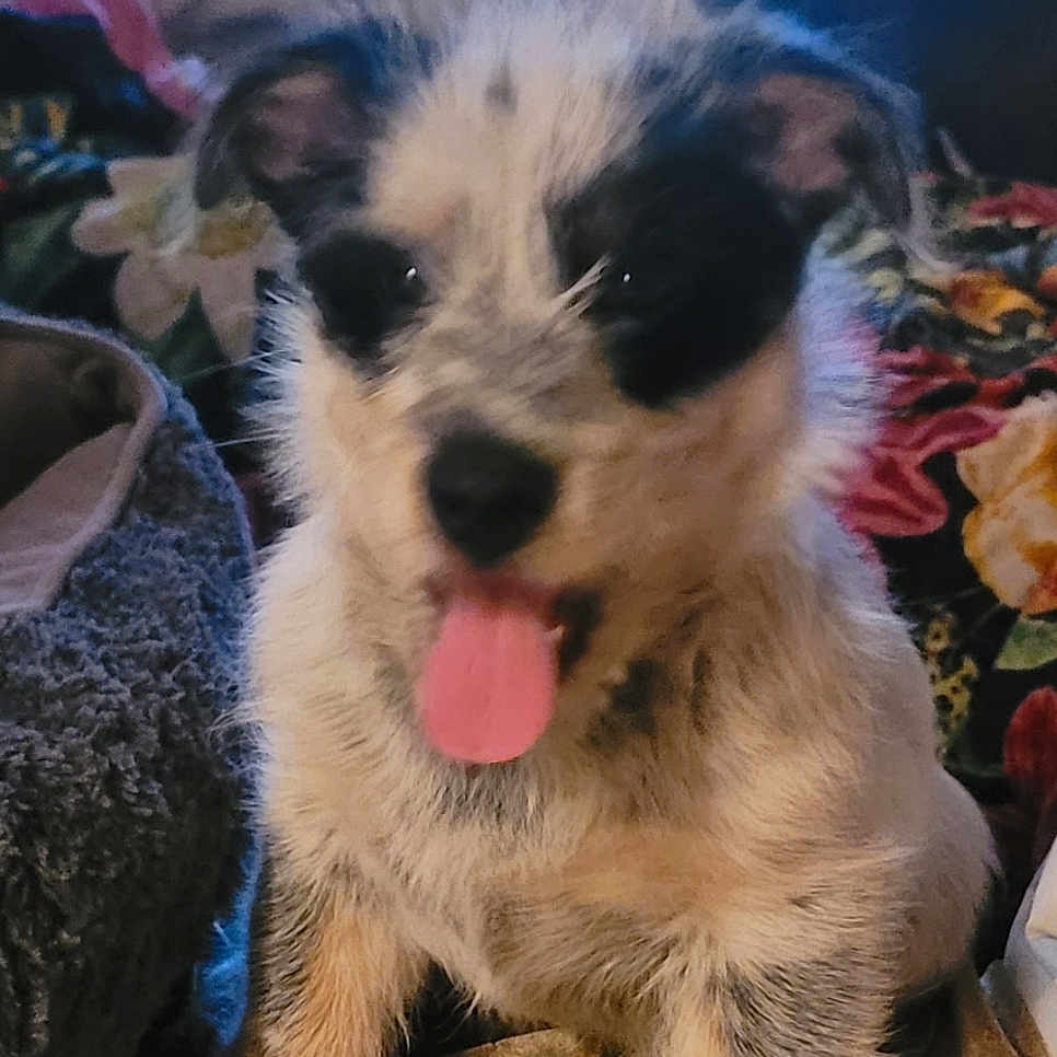 Bandit