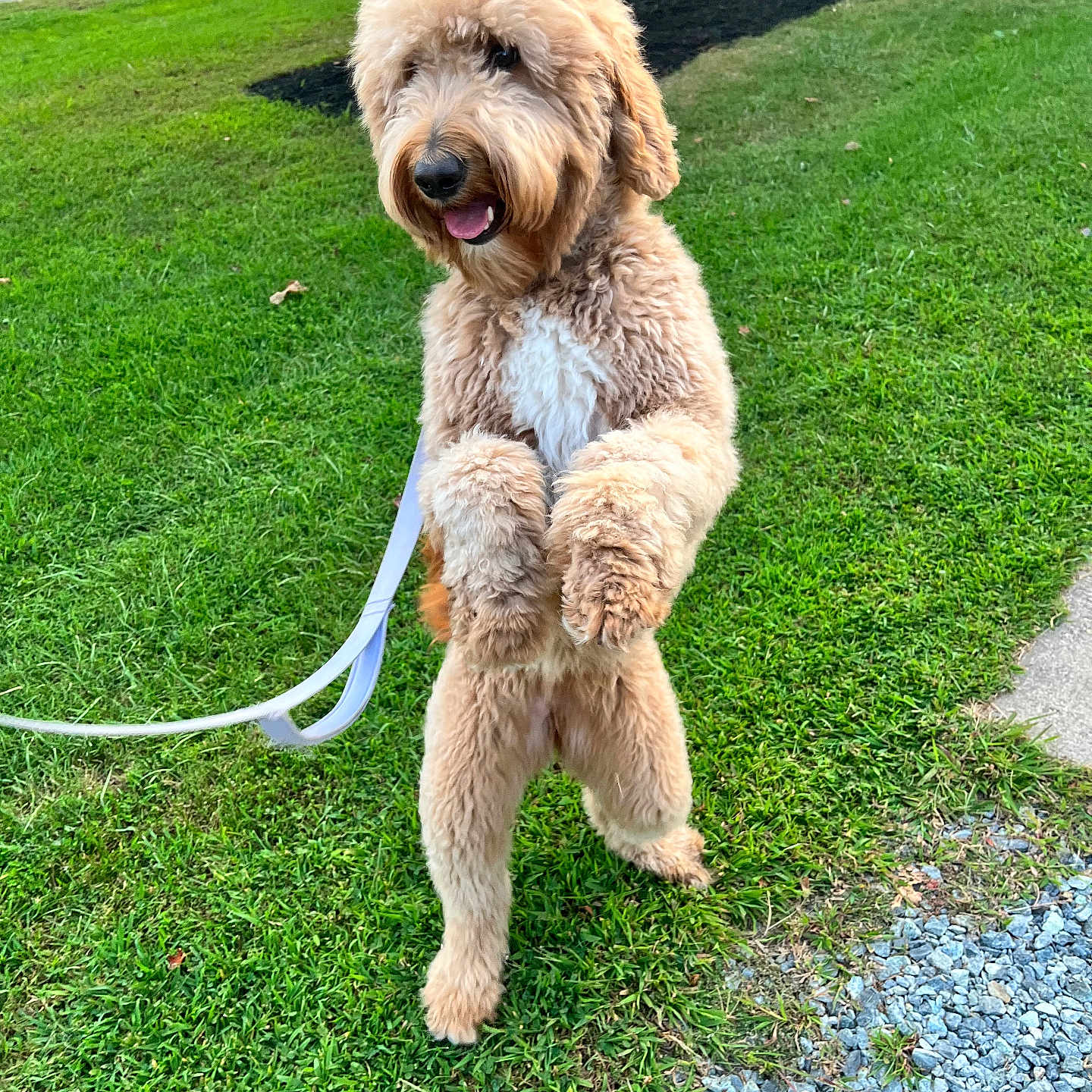 Ginger is registered to the contest to win money with this photo: accessories, animal, canine, car, dog, grass, lawn, nature, outdoors, park, pet, plant, poodle, puppy, strap, terrier, transportation, tree, vegetation, vehicle