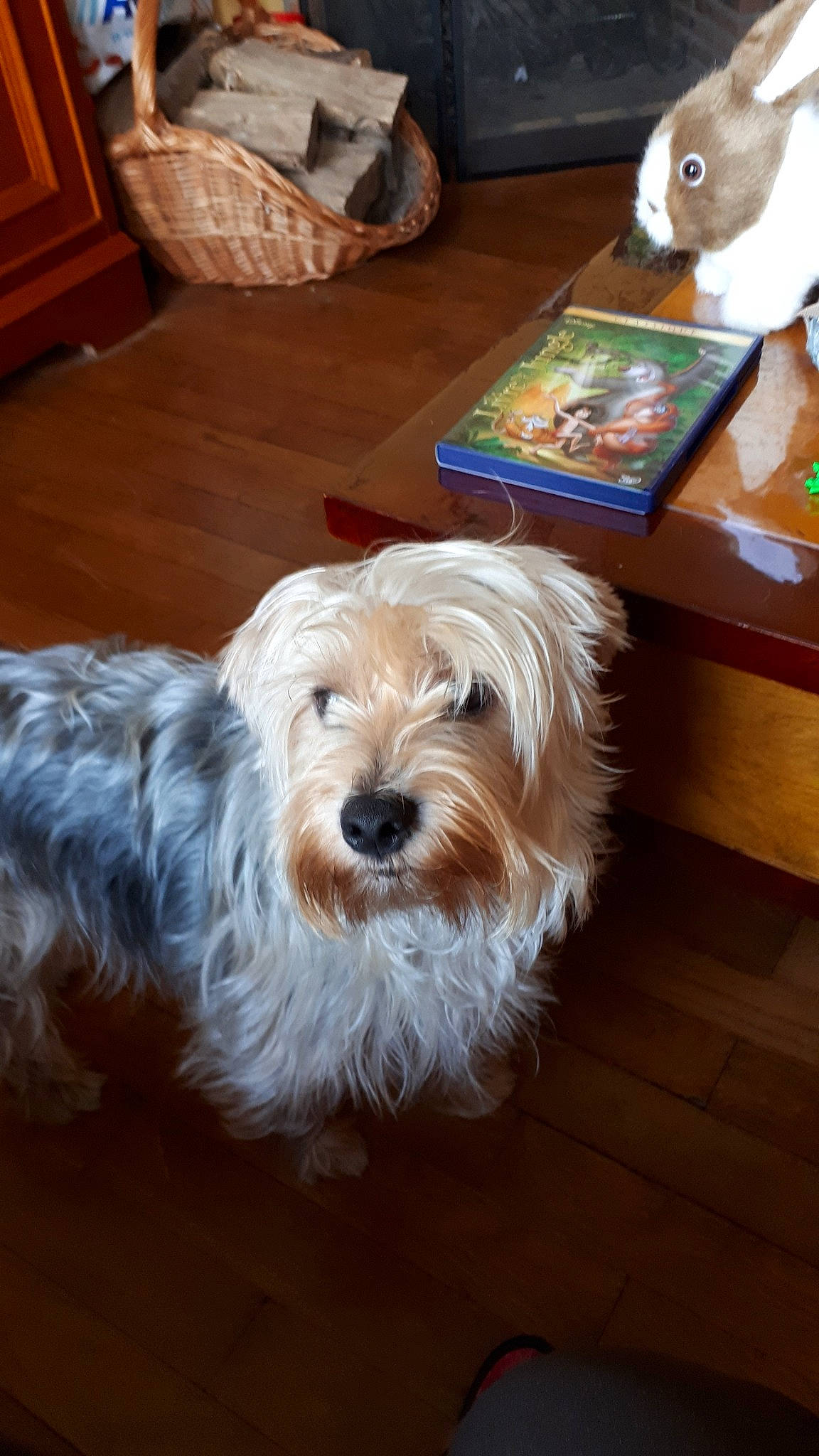 Omer participe au concours pour gagner de l'argent avec cette photo : canidae, carnivore, cockapoo, companion_dog, dog, dog_breed, dutch_smoushond, glen_of_imaal_terrier, havanese, mammal, morkie, norfolk_terrier, schnoodle, small_terrier, sporting_lucas_terrier, terrier, tibetan_terrier, vertebrate, west_highland_white_terrier, yorkshire_terrier