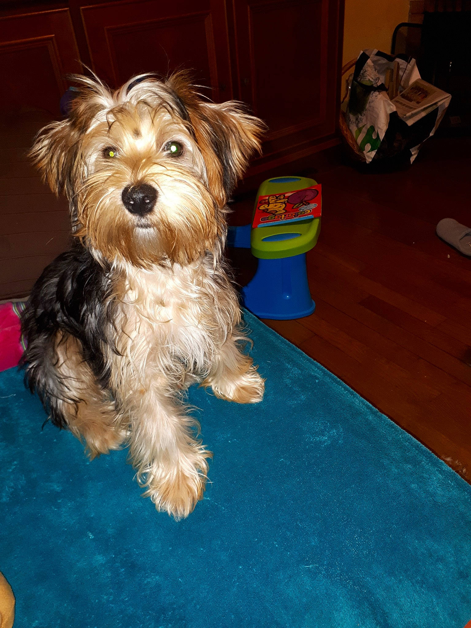 Omer a rejoint le concours — aidez-le/la à gagner de superbes lots ! australian_silky_terrier, australian_terrier, biewer_terrier, canidae, carnivore, companion_dog, dog, dog_breed, glen_of_imaal_terrier, maltepoo, mammal, morkie, puppy, schnoodle, small_terrier, sporting_lucas_terrier, terrier, vertebrate, yorkipoo, yorkshire_terrier