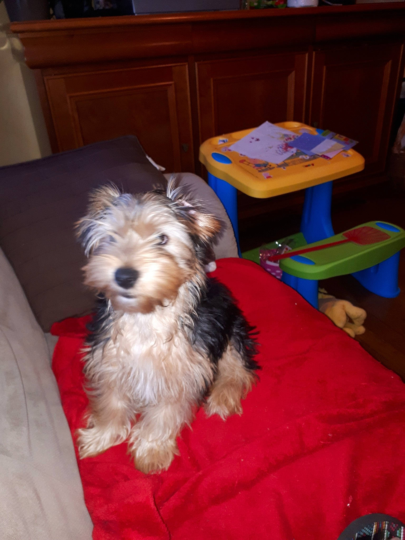 Omer a rejoint le concours — aidez-le/la à gagner de superbes lots ! australian_silky_terrier, australian_terrier, biewer_terrier, canidae, carnivore, companion_dog, dog, dog_breed, glen_of_imaal_terrier, mammal, morkie, rare_breed_dog, schnoodle, small_terrier, sporting_lucas_terrier, terrier, tibetan_terrier, toy_dog, vertebrate, yorkshire_terrier