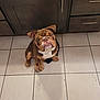 dog, bulldog, puppy, brown, white, floor, tile, kitchen, cabinet, pet, animal, cute, sitting, looking_up, indoors, shadow, nose, ears, wrinkles, expression