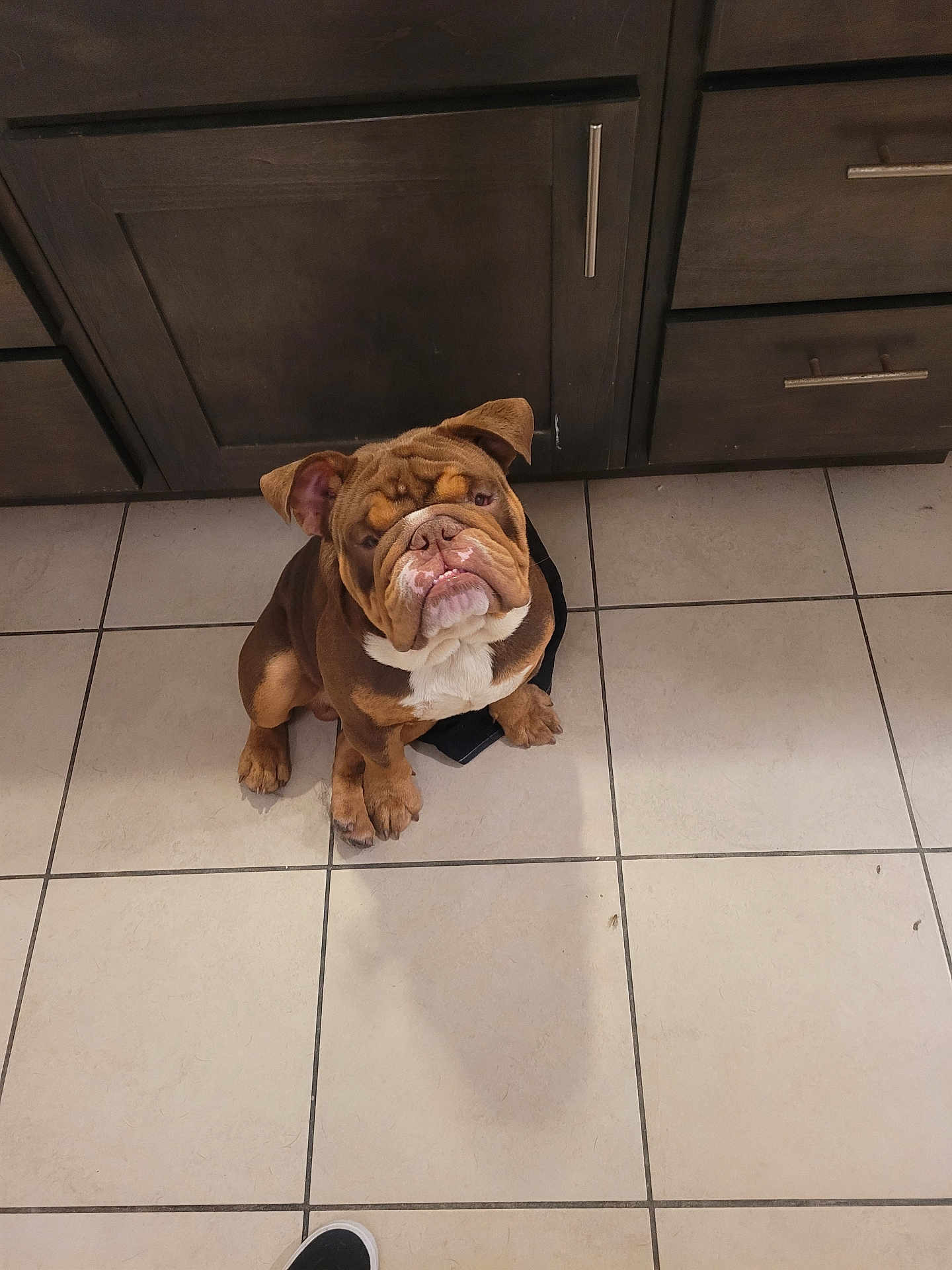 Kash
