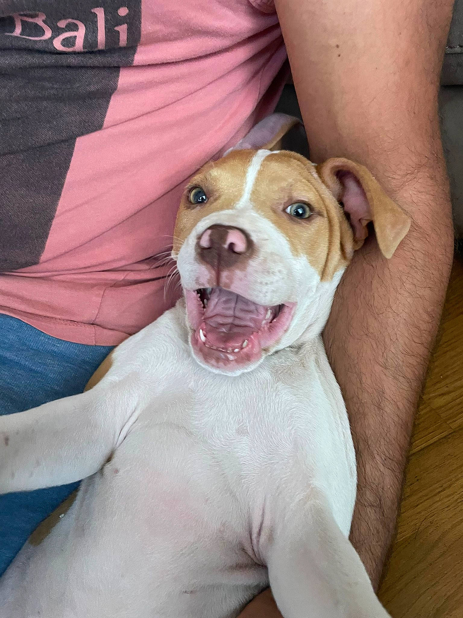 Peach participe au concours pour gagner de l'argent avec cette photo : ancient_dog_breeds, canidae, carnivore, collar, companion_dog, dog, dog_breed, dog_collar, fawn, molosser, non_sporting_group, pet_supply, pit_bull, puppy, snout, sporting_group, whiskers, working_animal, working_dog, wrinkle