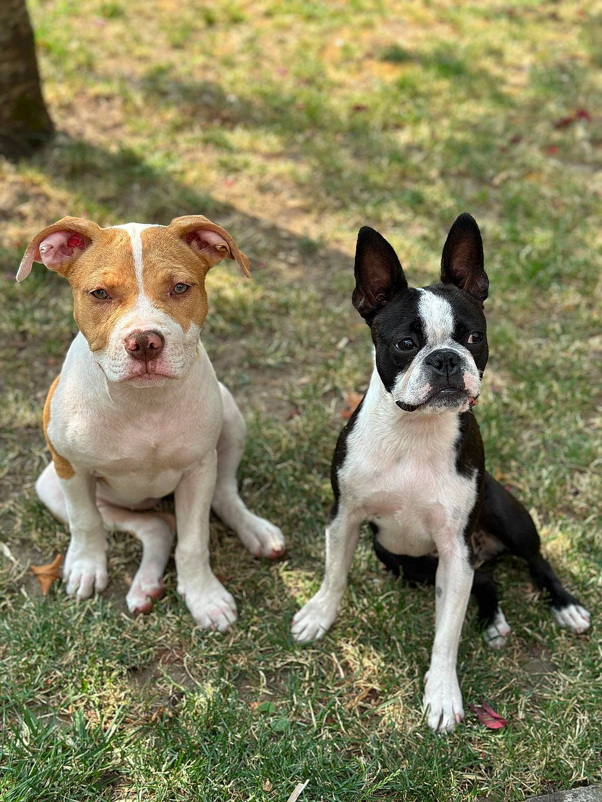 Peach a rejoint le concours — aidez-le/la à gagner de superbes lots ! ancient_dog_breeds, boston_terrier, bulldog, canidae, carnivore, companion_dog, dog, dog_breed, fawn, grass, hunting_dog, non_sporting_group, puppy, snout, sporting_group, tail, terrestrial_animal, terrier, working_animal