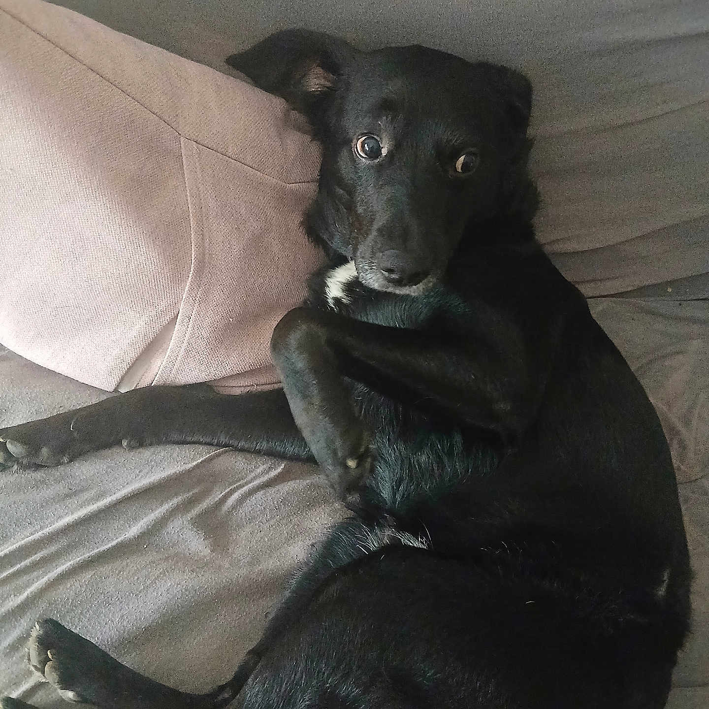 Myko a rejoint le concours — aidez-le/la à gagner de superbes lots ! animal, black_dog, canine, couch, dog, ears, expression, fur, fur_texture, household, indoor, laying_down, looking, nose, paw, pet, relaxing, surprised, tail, white_patch